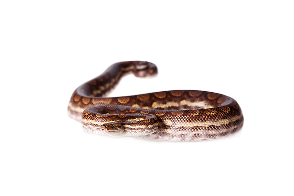 포토 JPG 해외이미지 동물 야생동물 섬 백그라운드 오렌지 파충류 청소년 자연 종류 사람없음 빨간색 뷰티 갈색 흰색 반지 뱀 우아함 닫기 위험 눈금 꼬리 육식동물 멸종 기어가기 나쁜 고립 공격적 단아함 차단 해외202310 해외포토 컬러 컨셉 과일 장신구 모션 사람 생태계 파일형식