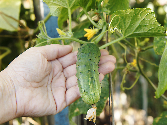포토 JPG 해외이미지 식물 계절 꽃 음식 줄기 잎 농업 채소 재료 자연 오이 건강 사람없음 초록색 여름 농작물 농장 노란색 정원 수확 성장 벚꽃 나뭇가지 시골 신선 작음 유기농 원예 날것 내추럴 밭일 숙성 온실 채식주의자 세련 해외202310 해외포토 나무 웰빙 산업 컬러 취미 크기 생태계 채식 파일형식