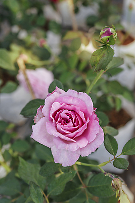 포토 JPG 해외이미지 식물 공원 꽃잎 꽃 줄기 분홍색 컬러 백그라운드 잎 꽃무늬 자연 아침 풍경 사람없음 야외 초록색 여름 컬러풀 뷰티 장미 머리 정원 봄 성장 벚꽃 시골 신선 개화 다발 허브 향수 원예 아로마 내추럴 해외202310 해외포토 주간 계절 공공시설 무늬 취미 신체부위 화장품 생태계 파일형식