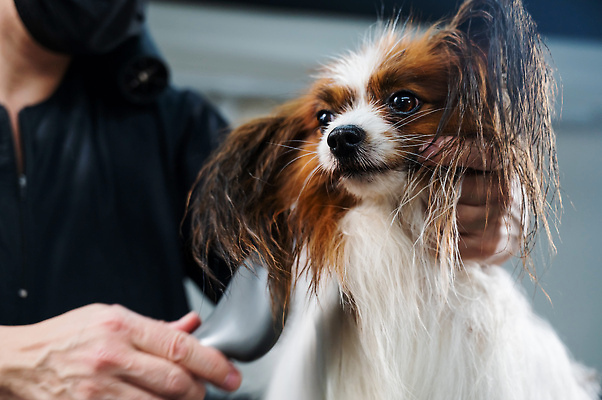 포토 JPG 해외이미지 손 신체부위 뷰티 귀여움 젖음 스패니얼 이발 해외202310 해외포토 컨셉 사람 개 파일형식