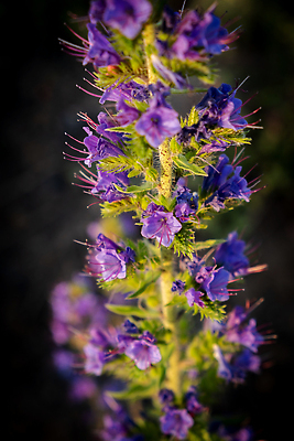 포토 JPG 해외이미지 식물 계절 꽃 분홍색 컬러 곤충 백그라운드 컨셉 꽃무늬 밭 자연 풍경 사람없음 초록색 여름 파란색 컬러풀 뷰티 환경 정원 보라색 봄 들꽃 벚꽃 개화 숲 허브 제비꽃 아로마 라벤더 폴란드 해외202310 해외포토 동물 유럽 무늬 농업 생태계 파일형식