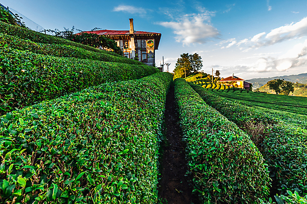 포토 JPG 해외이미지 백그라운드 잎 밭 하늘 주택 사람없음 초록색 농장 맑음 신선 녹차 유기농 해외202310 해외포토 식물 웰빙 컬러 농업 날씨 건물 차_음료 파일형식