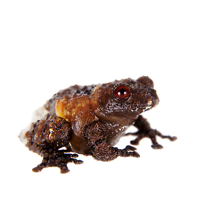 포토 JPG 해외이미지 동물 척추동물 과학 백그라운드 패턴 파충류 실내 개구리 양서류 동양인 사람없음 빨간색 우주 검은색 수중 어둠 바위 흰색 점 열대우림 슛 멸종 길이 고립 숨기 이국적 테마 못생김 차단 해외202310 해외포토 컬러 무늬 모션 인종 내부 돌_바위 숲 파일형식