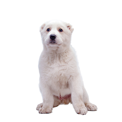 포토 JPG 해외이미지 한마리 사람없음 강아지 흰배경 해외202310 해외포토 1 백그라운드 반려동물 흰색 개 파일형식