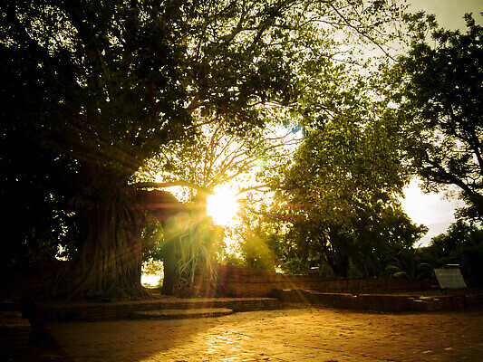 포토 JPG 해외이미지 나무 식물 계절 공원 백그라운드 잎 겨울 패턴 자연 하늘 휴식 풍경 사람없음 야외 목재 초록색 여름 빛 햇빛 뷰티 환경 맑음 검은색 침묵 봄 산책 꿈 추위 광선 흰색 나뭇가지 신선 숲 오솔길 생태계 내추럴 옛날 해외202310 해외포토 공공시설 길 컬러 컨셉 무늬 재료 날씨 태양 소리 파일형식