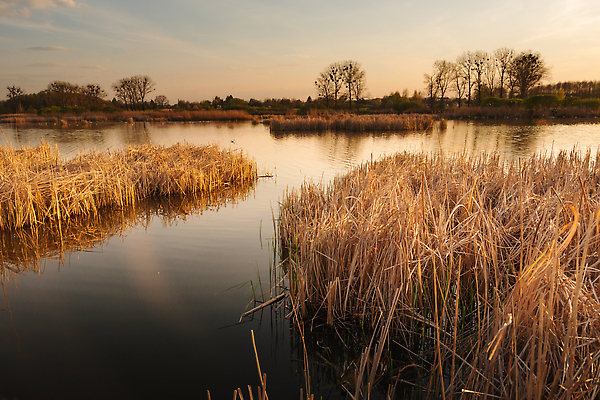 포토 JPG 해외이미지 나무 식물 호수 줄기 자연 벽지 지팡이 하늘 표면 날씨 건조 갈대 풍경 사람없음 야외 물 파란색 뷰티 반사 갈색 노란색 황혼 봄 가을 나뭇가지 저수지 티켓 황금 습지 생태계 폴란드 해외202310 해외포토 자연요소 계절 유럽 컬러 일몰 파일형식