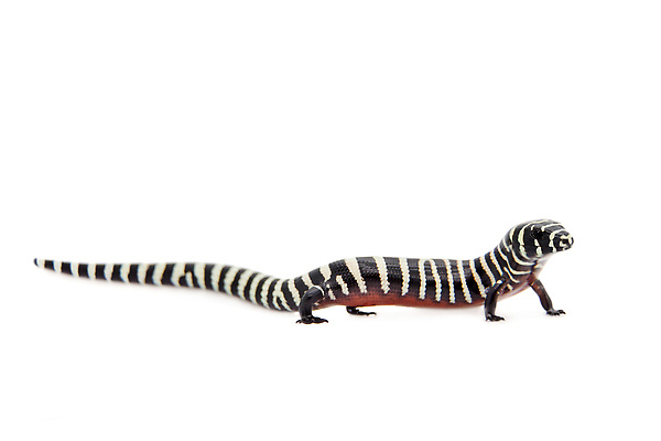 포토 JPG 해외이미지 스튜디오촬영 동물 야생동물 백그라운드 파충류 자연 생물 저울 종류 사람없음 컬러풀 뷰티 노란색 우주 검은색 손상 추위 흰색 아기 행운 닫기 위험 작음 자르기 공룡 생물학 도마뱀 육식동물 멸종 동쪽 기어가기 고립 이국적 해외202310 해외포토 교육 컬러 컨셉 모션 실내 사람 크기 방향 생태계 파일형식