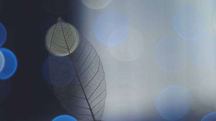 포토 JPG 해외이미지 모양 나무 식물 디자인 계절 컬러 백그라운드 잎 크리스마스 겨울 꽃무늬 패턴 오렌지 일러스트 자연 추상 새로움 골격 미술 사람없음 장식 빛 뷰티 노란색 환경 축제 봄 추위 가을 흰색 투명 소프트포커스 묘사 질감 정맥 내추럴 취급주의 해외202310 해외일러스트 기념일 꽃 컨셉 무늬 과일 문화예술 촬영기법 경고 생태계 혈관 파일형식