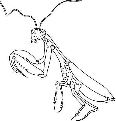 EPS 해외이미지 동물 캐릭터 손 디자인 교육 어린이 컬러 곤충 일러스트 자연 미술 성인 장식 책 정원 검은색 수확 흰색 벌레 숲 인쇄 만화 스케치 딱정벌레 심볼 그림 윤곽 페이지 공상 내추럴 벡터 해외202310 해외일러스트 일러캐릭터 농업 문화예술 사람 신체부위 생태계 파일형식