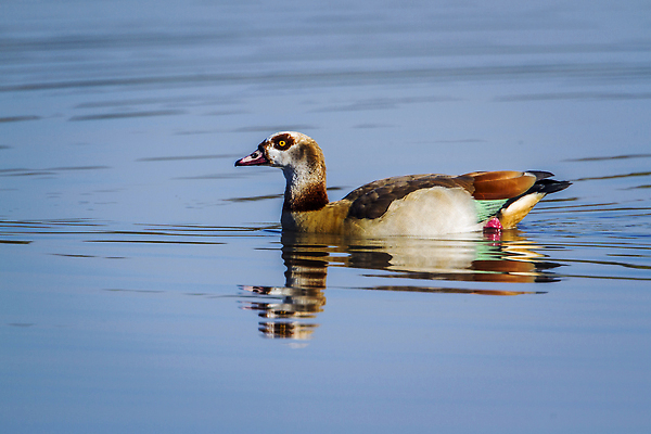 포토 JPG 해외이미지 동물 야생동물 아프리카 자연 조류 오리 국립공원 사람없음 가로 반사 수영 보호 사파리 거위 물새 남아프리카 보호구역 크루거 해외202310 해외포토 공원 나라 컨셉 수상스포츠 생태계 남아프리카공화국 구역 파일형식