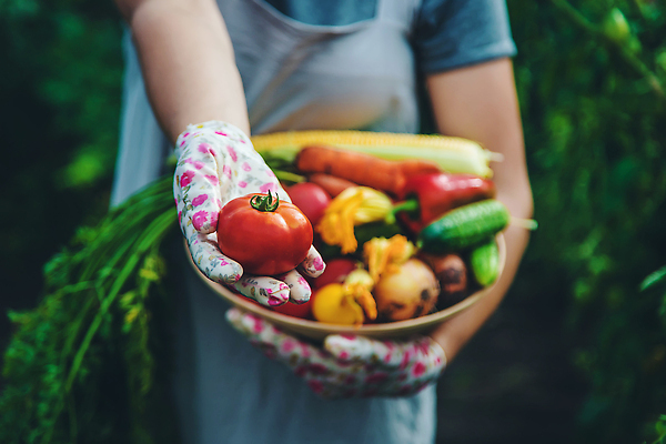 포토 JPG 해외이미지 식물 손 배너 음식 백그라운드 밭 농업 토마토 채소 자연 건강 사람 사람없음 야외 빨간색 초록색 농작물 상자 농장 정원 당근 수확 성장 신선 잡기 시장 농부 상추 나무상자 수집 먹기 가득함 유기농 원예 날것 내추럴 바이오 밭일 숙성 원예사 채식주의자 카피스페이스 해외202310 해외포토 직업 웰빙 산업 컬러 모션 뿌리채소 취미 신체부위 공백 생태계 채식 파일형식