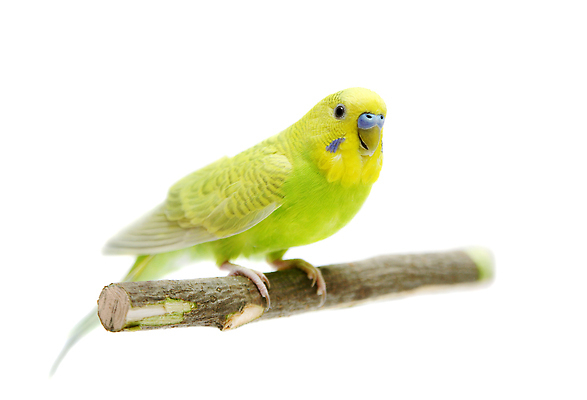 포토 JPG 해외이미지 사람없음 반려동물 앵무새 해외202310 해외포토 동물 조류 파일형식