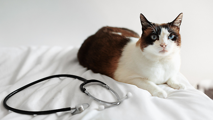 포토 JPG 해외이미지 청진기 건강 병원 사람없음 치료 고양이 수의사 해외202310 해외포토 포유류 의학 의료기기 반려동물 의사 파일형식