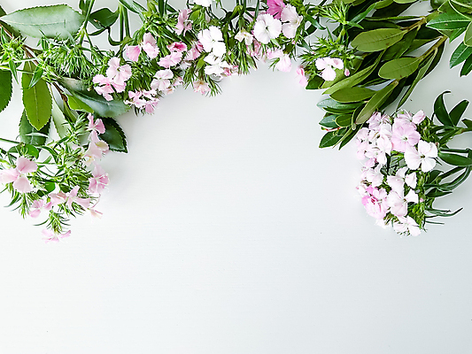 포토 JPG 해외이미지 무료이미지 꽃 잎 사람없음 봄 테두리 흰배경 카피스페이스 해외202310 해외포토 식물 계절 백그라운드 공백 흰색 파일형식