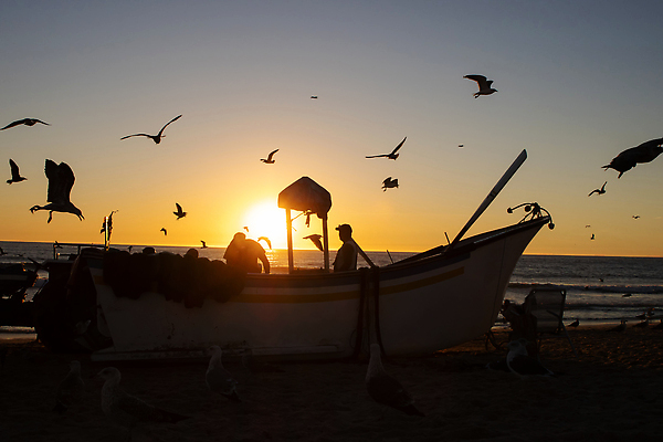 포토 JPG 해외이미지 동물 실루엣 야생동물 파도 바다 여행 백그라운드 오렌지 자연 갈매기 조류 하늘 낚시 파노라마 사람 풍경 사람없음 야외 물 여름 빛 햇빛 태양 뷰티 노란색 일몰 자유 보트 황금 저녁 내추럴 무료 수평선 해외202310 해외포토 자연요소 계절 컬러 컨셉 배_교통 과일 레저 촬영기법 노을 야간 생태계 파일형식