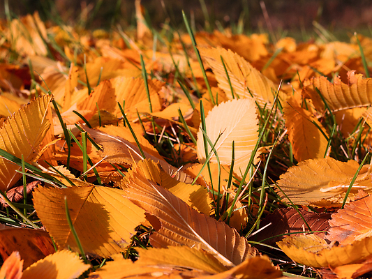 포토 JPG 해외이미지 나무 식물 계절 공원 컬러 백그라운드 단풍 잎 패턴 오렌지 자연 벽지 추상 프레임 건조 사람없음 야외 빨간색 초록색 컬러풀 뷰티 갈색 노란색 정원 보라색 활발 덮개 황금 숲 9월 11월 땅 유기농 질감 10월 내추럴 땅바닥 해외202310 해외포토 웰빙 공공시설 컨셉 무늬 과일 바닥 뚜껑 날짜 생태계 파일형식