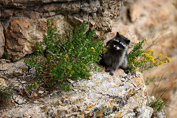 포토 JPG 해외이미지 주간 동물 얼굴 야생동물 어린이 음식 캐나다 포유류 가족 포옹 자연 털 가면 사람없음 야외 뷰티 갈색 걷기 환경 미국 회색 아기 모피 호기심 육식동물 캘리포니아 동영상 지능 플로리다 해외202310 해외포토 자연요소 감정 컬러 컨셉 북아메리카 관계 안기 모션 사람 신체부위 생태계 파일형식
