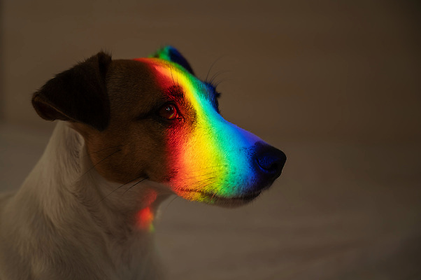 포토 JPG 해외이미지 동물 얼굴 무지개 포유류 휴식 사랑 미술 사람없음 빛 반려동물 컬러풀 노란색 평화 맑음 놀람 봄 줄무늬 자유 광선 침대 개 달콤 강아지 작음 순수 코 낮잠 비전 주둥이 송곳니 감탄 거짓말 기르기 스펙트럼 유래 총구 프리즘 순혈 해외202310 해외포토 자연요소 계절 감정 컬러 가구 컨셉 무늬 날씨 문화예술 표정 신체부위 잠 맛 치아 크기 광학기기 돌봄 파일형식