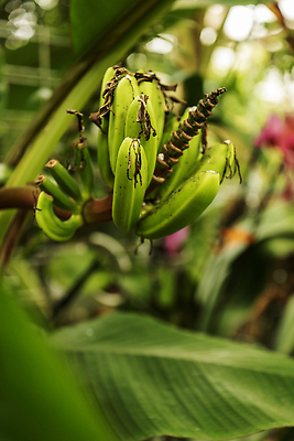포토 JPG 해외이미지 나무 식물 꽃 음식 잎 밭 농업 채소 자연 바나나 씨앗 사람없음 여름 농장 정원 봄 성장 나뭇가지 신선 완두콩 꼬투리 해외202310 해외포토 계절 산업 과일 콩 생태계 파일형식