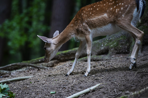 포토 JPG 해외이미지 동물 공원 남자 야생동물 포유류 자연 사슴 뿔 풍경 사람없음 야외 초록색 여름 세계 뷰티 갈색 머리 달러 일본 추위 가을 점 황무지 군중 숲 방목 내추럴 동물상 순록 암사슴 웅장함 찰과상 치프 스코틀랜드 해외202310 해외포토 계절 공공시설 아시아 컬러 돈 영국 사람 신체부위 조형물 축산업 상처 암컷 생태계 파일형식
