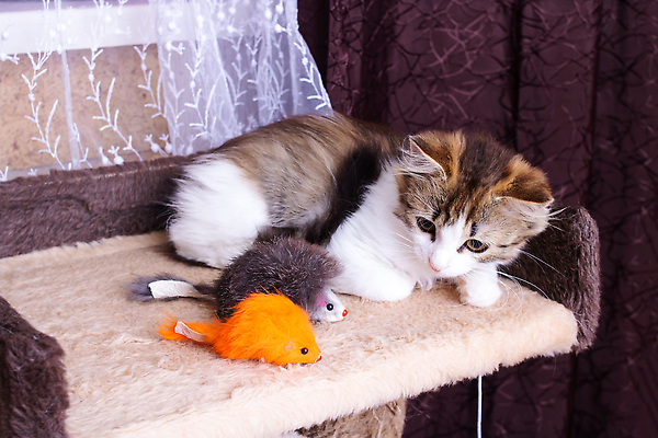 포토 JPG 해외이미지 동물 백그라운드 장난 포유류 놀이 지팡이 영국 수염 실내 사람없음 반려동물 장난감 뷰티 귀여움 고양이 회색 게임 흰색 아기 달콤 작음 모피 깃털 부드러움 얼룩무늬 솜털 총구 해외202310 해외포토 유럽 컬러 컨셉 무늬 사람 내부 감각 맛 크기 파일형식