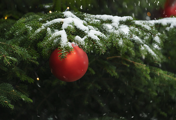 포토 JPG 해외이미지 나무 전통 디자인 배너 계절 행복 크리스마스장식 크리스마스 새로움 새해 크리스마스카드 프레임 선물 이벤트 사람없음 장식 빨간색 크리스마스트리 축제 흰색 나뭇가지 축하 인사 소나무 신용카드 12월 연도 보케 엽서 전나무 노엘 크리스마스이브 핸드메이드 카피스페이스 크리스마스배경 해외202310 해외포토 식물 기념일 감정 컬러 백그라운드 컨셉 카드_감사 금융 공백 예절 날짜 편지 파일형식