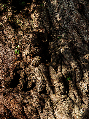 포토 JPG 해외이미지 나무 백그라운드 자연 벽지 표면 날씨 추상 건조 그림자 사람없음 목재 갈색 환경 거친 틈 주름 균열 묘사 질감 나무껍질 내추럴 그런지 옛날 해외202310 해외포토 식물 컬러 무늬 재료 모션 껍질 생태계 파일형식
