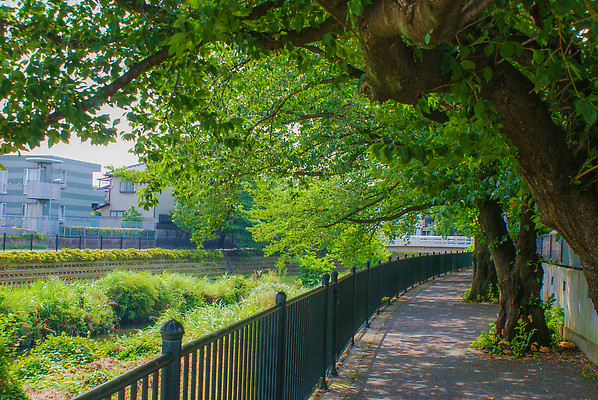 포토 JPG 해외이미지 식물 공원 꽃 잎 자연 풍경 사람없음 야외 목재 초록색 여름 맑음 도쿄 해외202310 해외포토 나무 계절 공공시설 컬러 재료 날씨 일본 생태계 파일형식