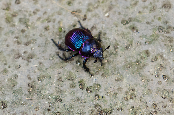 포토 JPG 해외이미지 동물 야생동물 곤충 잎 자연 안테나 사람없음 초록색 여름 검은색 흰색 벌레 작음 딱정벌레 묘사 고립 동물상 해외202310 해외포토 식물 계절 컬러 통신 조형물 크기 생태계 파일형식