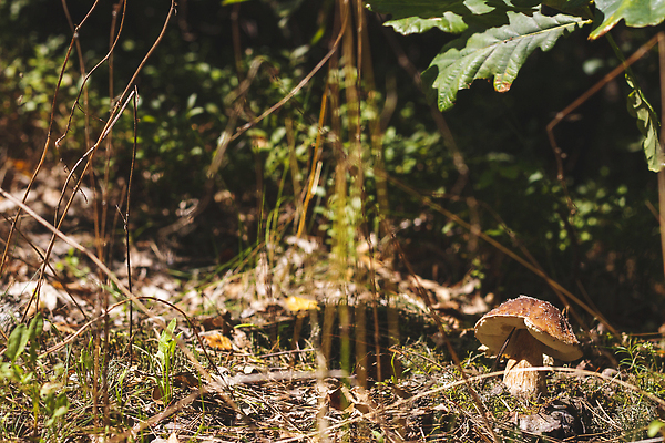 포토 JPG 해외이미지 나무 식물 1 계절 음식 낙엽 다이어트 재료 자연 건강 사람없음 목재 뷰티 갈색 환경 식사 어둠 버섯 성장 신선 숲 큼 수집 아래 유기농 날것 내추럴 곰팡이 그물버섯 식용 채식주의자 캡모자 비건 맛있는 해외202310 해외포토 모자_잡화 웰빙 컬러 잎 크기 방향 생태계 채식 위치 파일형식