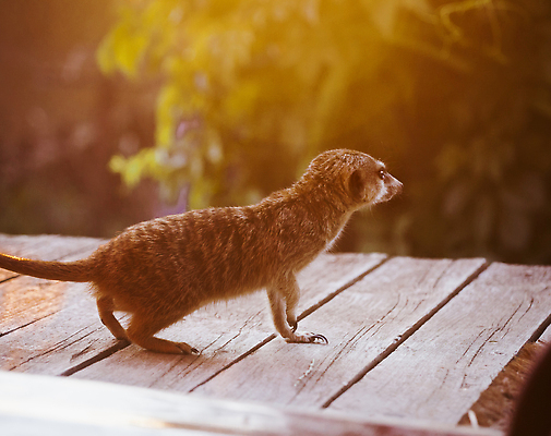 포토 JPG 해외이미지 식물 동물 야생동물 새끼 백그라운드 포유류 자연 친절 생물 털 동물원 경고 경비 사람없음 야외 초록색 갈색 마을 일출 목도리 일몰 손상 직물 방어 수비 보호 집중 슛 조심 주둥이 경보 남아프리카 미어캣 주목 칼라하리 카피스페이스 해외202310 해외포토 잡화 컬러 컨셉 모션 아프리카 어류 안전 노을 공백 사막 생태계 파일형식