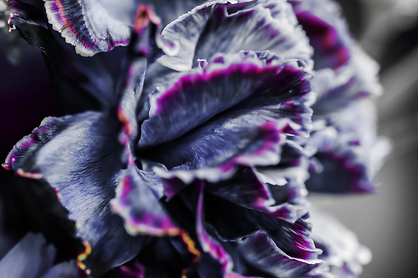 포토 JPG 해외이미지 식물 디자인 계절 꽃잎 꽃 분홍색 컬러 백그라운드 컨셉 꽃무늬 자연 추상 휴가 미술 사람없음 여름 빛 뷰티 갈색 환경 보라색 검은색 봄 수확 성장 벚꽃 신선 신용카드 개화 선택 카네이션 질감 복고 부드러움 내추럴 해외202310 해외포토 무늬 농업 문화예술 금융 감각 생태계 파일형식