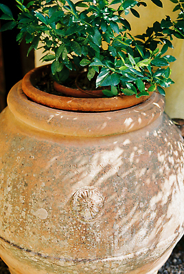 포토 JPG 해외이미지 식물 벽 잎 자연 사람없음 야외 건물 장식 초록색 갈색 꽃병 수확 나뭇가지 도자기 원형 닫기 허브 원예 화단 점토 심기 해외202310 해외포토 도형 나무 건축물 꽃 컬러 농업 모션 취미 생태계 파일형식