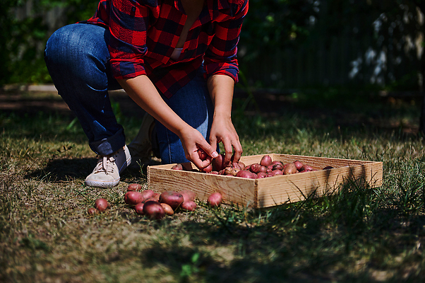 포토 JPG 해외이미지 식물 백인 중년 흑인 농업 자연 감자 한명 취미 여름 세계 수확 성장 가을 시골 기아 원예 히스패닉 건강식 밭일 우크라이나 원예사 세련 해외202310 해외포토 서양인 직업 1 계절 유럽 산업 음식 채소 사람 성인 사회이슈 생태계 파일형식