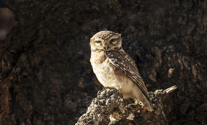 포토 JPG 해외이미지 여행 자연 조류 풍경 사람없음 뷰티 해외202310 해외포토 동물 생태계 파일형식