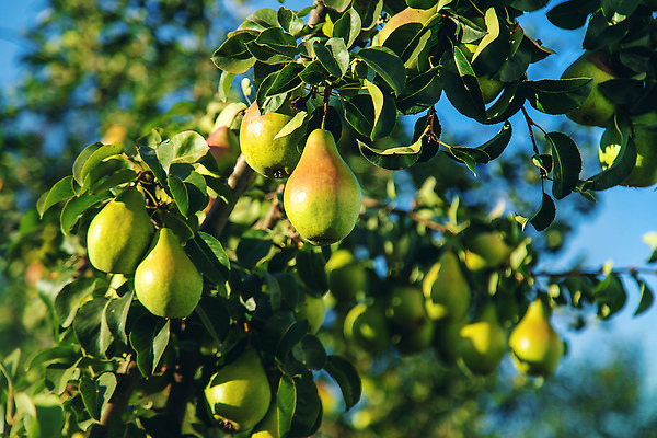 포토 JPG 해외이미지 나무 식물 배너 계절 음식 백그라운드 잎 2 농업 과일 자연 매달리기 건강 사람없음 빨간색 초록색 여름 농작물 농장 정원 수확 성장 가을 나뭇가지 신선 선택 달콤 맛 과수원 유기농 원예 날것 비타민 국산 내추럴 바이오 밭일 숙성 채식주의자 카피스페이스 맛있는 해외202310 해외포토 웰빙 산업 컬러 컨셉 모션 취미 공백 생태계 채식 영양소 파일형식