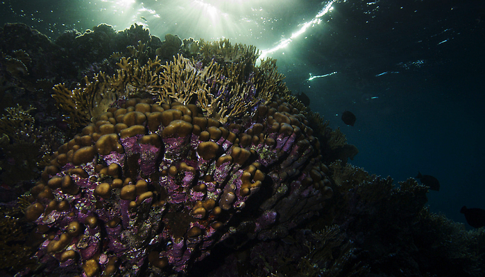 포토 JPG 해외이미지 바다 여행 어류 사람없음 여행객 홍해 해외202310 해외포토 사람 수중동물 파일형식