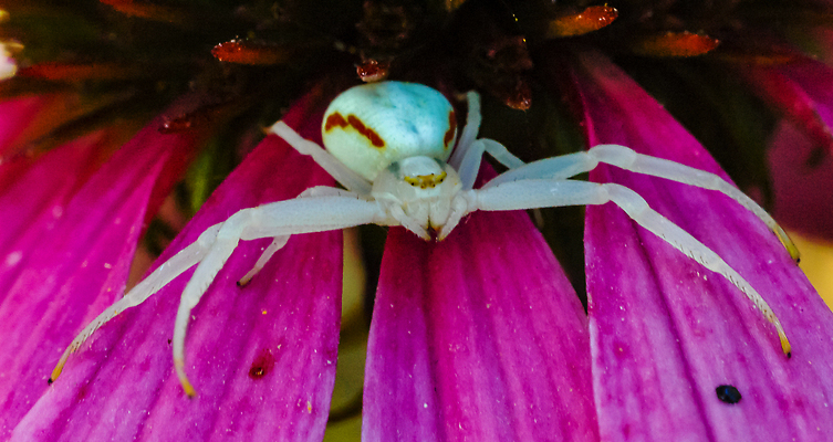 포토 JPG 해외이미지 식물 동물 꽃잎 꽃 야생동물 곤충 꽃무늬 절지류 자연 사람없음 네트워크 위험 거미줄 거미 해외202310 해외포토 컨셉 무늬 생태계 파일형식