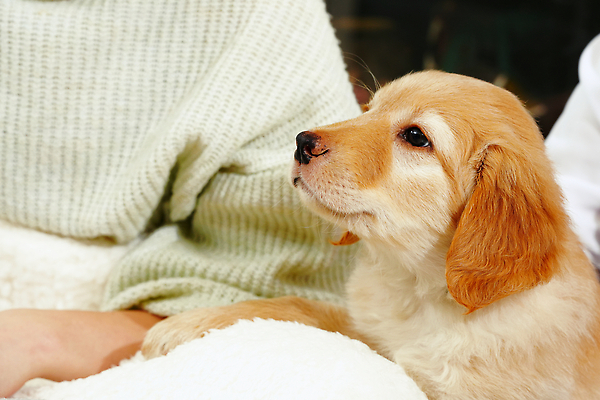 포토 JPG 해외이미지 한마리 응시 반려견 새끼 한명 사람 앉기 상반신 개 골든리트리버 강아지 안락 해외202310 해외포토 동물 1 시선 컨셉 포유류 모션 반려동물 리트리버 파일형식