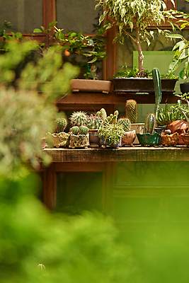 포토 JPG 해외이미지 화분 화초 사람없음 원예 해외202310 해외포토 식물 취미 파일형식