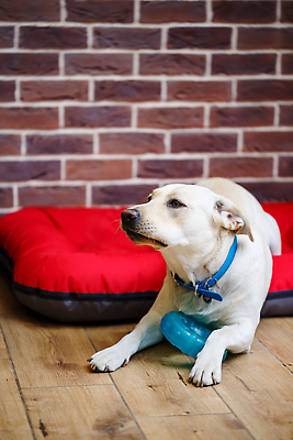 포토 JPG 해외이미지 동물 손 커플 얼굴 새끼 음식 백그라운드 학교 가족 휴식 털 함께함 실내 실험 사랑 사람없음 옆모습 반려동물 뷰티 초콜릿 스패니얼 흰색 아기 황금 닫기 개 리트리버 달콤 강아지 쓰레기 작음 래브라도리트리버 먹기 주둥이 송곳니 거짓말 기르기 유래 순혈 해외202310 해외포토 교육 감정 뷰포인트 컬러 컨셉 포유류 관계 모션 디저트 사람 내부 신체부위 맛 치아 크기 돌봄 파일형식