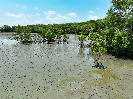 포토 JPG 해외이미지 나무 식물 구름 공원 바다 잎 자연 하늘 풍경 사람없음 목재 초록색 물 여름 파란색 환경 맑음 흰색 습지 숲 땅 생태계 뿌리 진흙 유지 내추럴 배기가스 생태학 이산화탄소 탄소 해외202310 해외포토 자연요소 계절 공공시설 교육 컬러 재료 날씨 파일형식