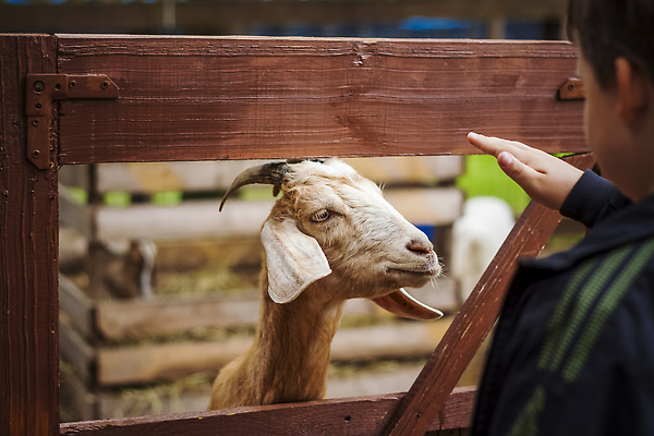 포토 JPG 해외이미지 동물 포즈 농업 포유류 염소 감자 미소 사람없음 야외 옆모습 울타리 농장 펜 미니어처 시골 양 구멍 먹기 콧수염 묘사 긍정 조랑말 기르기 램 테마 혼자 해외202310 해외포토 산업 뷰포인트 컨셉 채소 모션 수염 표정 담장 필기구 모형 말_동물 돌봄 파일형식