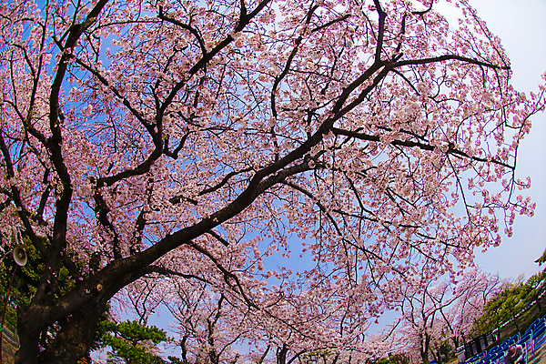 포토 JPG 해외이미지 하늘 사람없음 봄 벚꽃 벚나무 요코하마 해외202310 해외포토 나무 계절 꽃 일본 파일형식