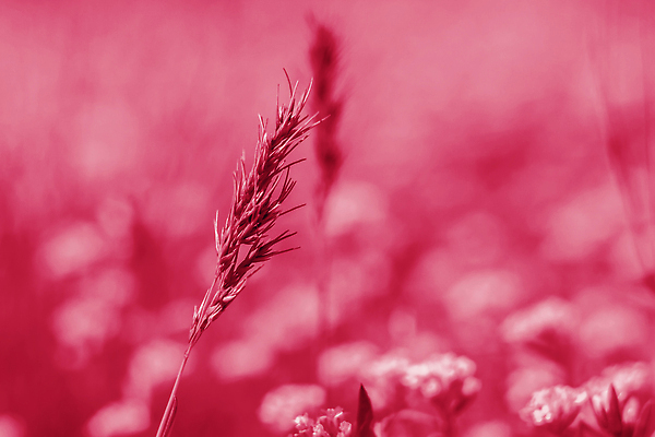 포토 JPG 해외이미지 나무 식물 배너 꽃잎 꽃 포스터 컬러 여행 백그라운드 잎 자연 건강 풍경 사람없음 장식 초록색 컬러풀 햇빛 뷰티 노란색 정원 일본 봄 낭만 흰색 나뭇가지 신선 개화 체리 5월 엽서 귀 장면 엘리먼트 그리너리 해외202310 해외포토 계절 아시아 컨셉 과일 신체부위 태양 날짜 편지 생태계 파일형식 트랜드컬러