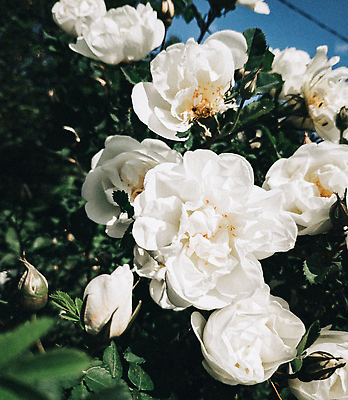 포토 JPG 해외이미지 꽃 잎 자연 사람없음 흰색 화려 원예 해외202310 해외포토 식물 컬러 컨셉 취미 생태계 파일형식