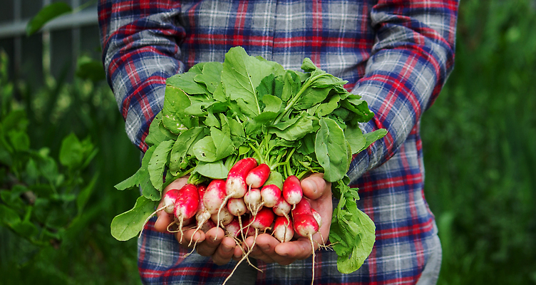 포토 JPG 해외이미지 식물 손 음식 컬러 백그라운드 잎 농업 다이어트 채소 과일 자연 노동자 건강 사람 사람없음 빨간색 초록색 농작물 정원 수확 성장 시골 신선 잡기 작업 원형 농부 다발 수집 유기농 원예 날것 뿌리 내추럴 밭일 숙성 원예사 채식주의자 총각무 비건 해외202310 해외포토 도형 직업 웰빙 산업 모션 취미 신체부위 무 생태계 채식 파일형식