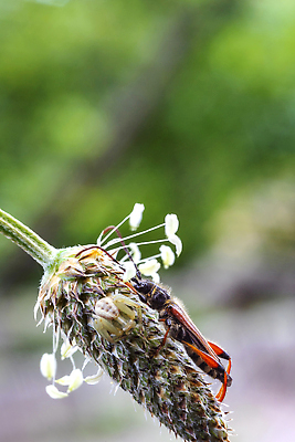 포토 JPG 해외이미지 식물 동물 꽃 야생동물 컬러 곤충 백그라운드 잎 꽃무늬 밭 자연 생물 사람없음 야외 빨간색 세로 초록색 뷰티 갈색 머리 환경 정원 흰색 닫기 해충 벌레 소프트포커스 작음 딱정벌레 묘사 보케 거미 내추럴 단절 동물상 카피스페이스 해외202310 해외포토 무늬 농업 모션 촬영기법 신체부위 조형물 공백 크기 생태계 파일형식