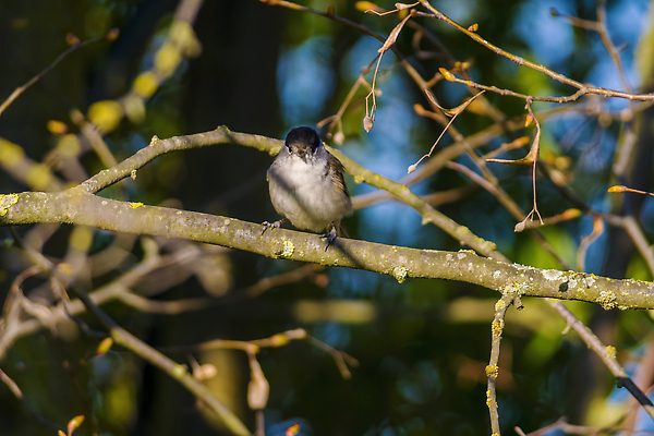 포토 JPG 해외이미지 동물 공원 유럽 야생동물 백그라운드 날개 노래 자연 조류 휴식 앉기 성인 사람없음 야외 목재 컬러풀 뷰티 환경 정원 황무지 큼 가슴 깃털 꼬리 부리 내추럴 궤 동물상 유라시아 해외202310 해외포토 나무 공공시설 나라 아시아 음악 컬러 컨셉 재료 모션 사람 신체부위 조형물 크기 생태계 파일형식