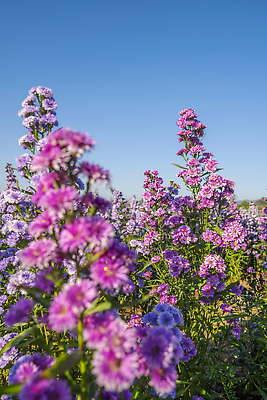포토 JPG 해외이미지 식물 계절 꽃잎 꽃 행복 여행 겨울 농업 태국 자연 휴가 휴식 사람없음 야외 가로 초록색 여름 컬러풀 뷰티 농장 보라색 봄 벚꽃 신선 원예 해외202310 해외포토 감정 산업 아시아 컬러 컨셉 취미 생태계 파일형식